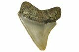 Juvenile Megalodon Tooth - North Carolina #172649-2